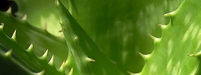 Aloe – en stor släkt