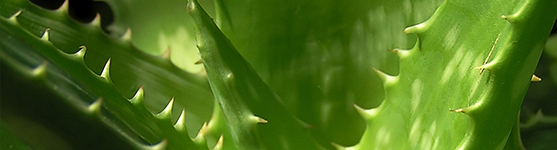 Aloe – en stor släkt